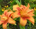 hemerocallis fulva